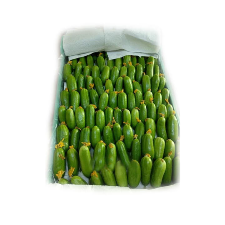 Огурцы бакинские светлые в ящике ~12 кг Santreyd 19506