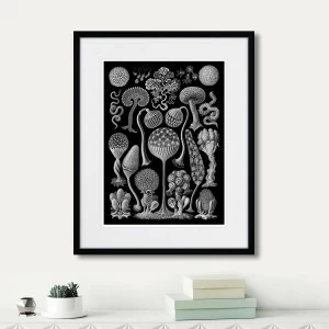 Картина в раме 52х42 см Art forms of nature №3, 1897г. КАРТИНЫ В КВАРТИРУ  264459 Белый;черный