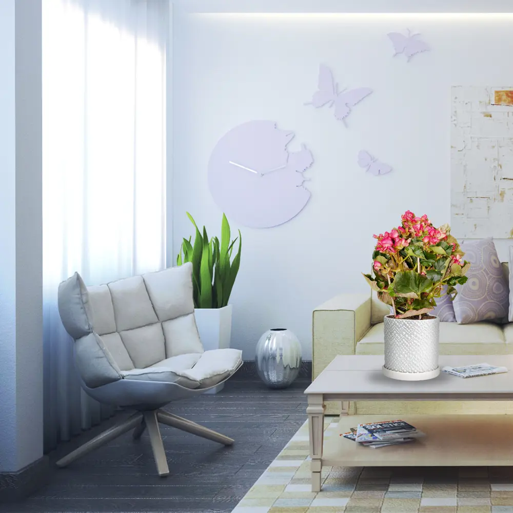 Бегония Элатиор микс Santreyd — цветущее совершенство для вашего интерьера 14447946 STLM-0961414 - Вид №1