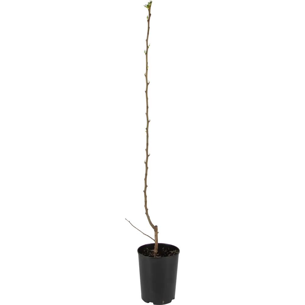 Груша «Академическая» 2 года 22x130-180 см 82625420 STLM-2125616 PLANTMARKET  - Вид №2