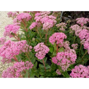 Очиток «Карл» 14x40 см