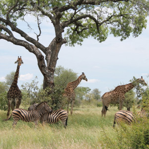 1295/CX38 Картина 0308 Adriani e Rossi