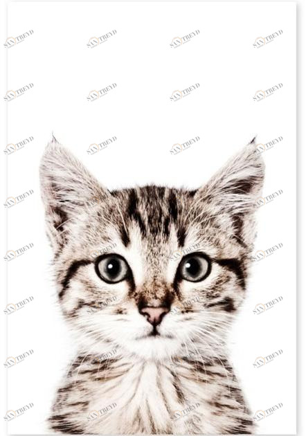 Groovy Magnets Магнитный плакат Animal Pos-62-c