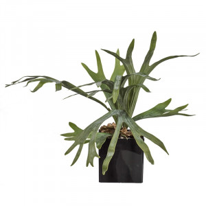 L156X25 Платицерий Adriani e Rossi