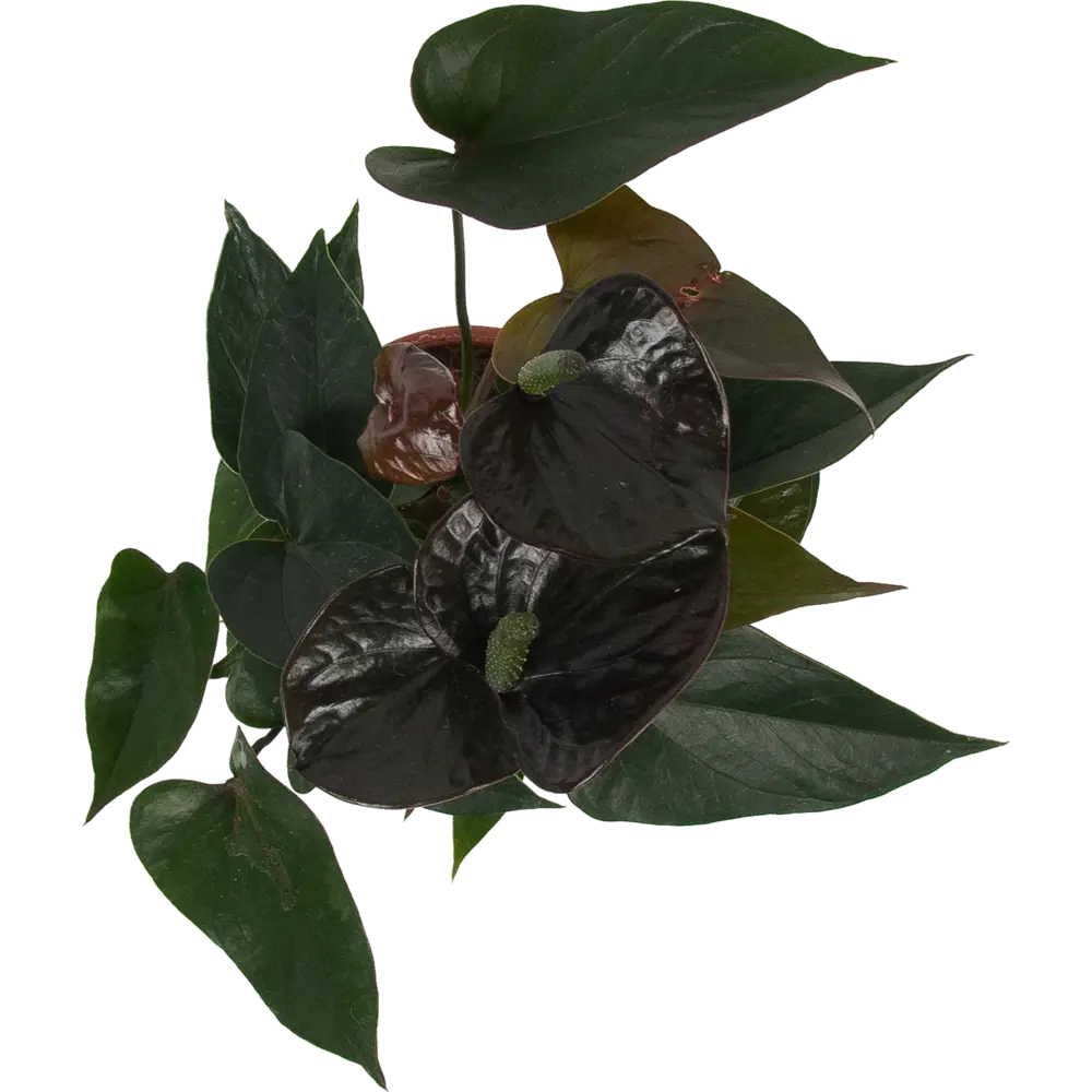 Santreyd Антуриум Блэк лав — изысканное тропическое растение с глянцевой листвой 84450765 STLM-0050227 - Вид №1
