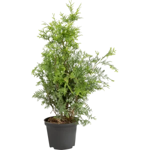 Туя западная «Голден Брабант» C3