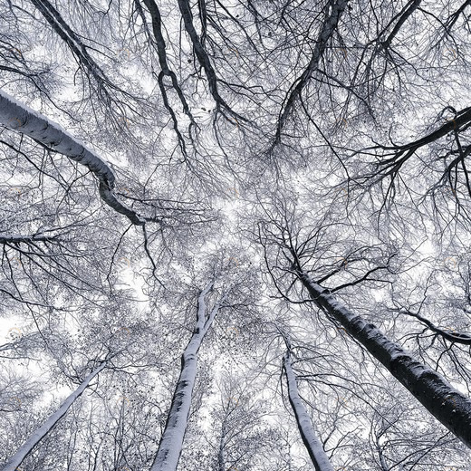 SH081-VD4-Up Фотообои Komar Stefan Hefele 2.5х4 м SH081VD4UP