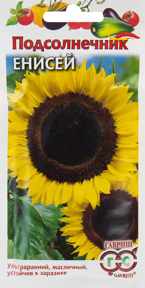 ГАВРИШ Подсолнечник Енисей — ультраскороспелый сорт с крупными корзинками 82472734