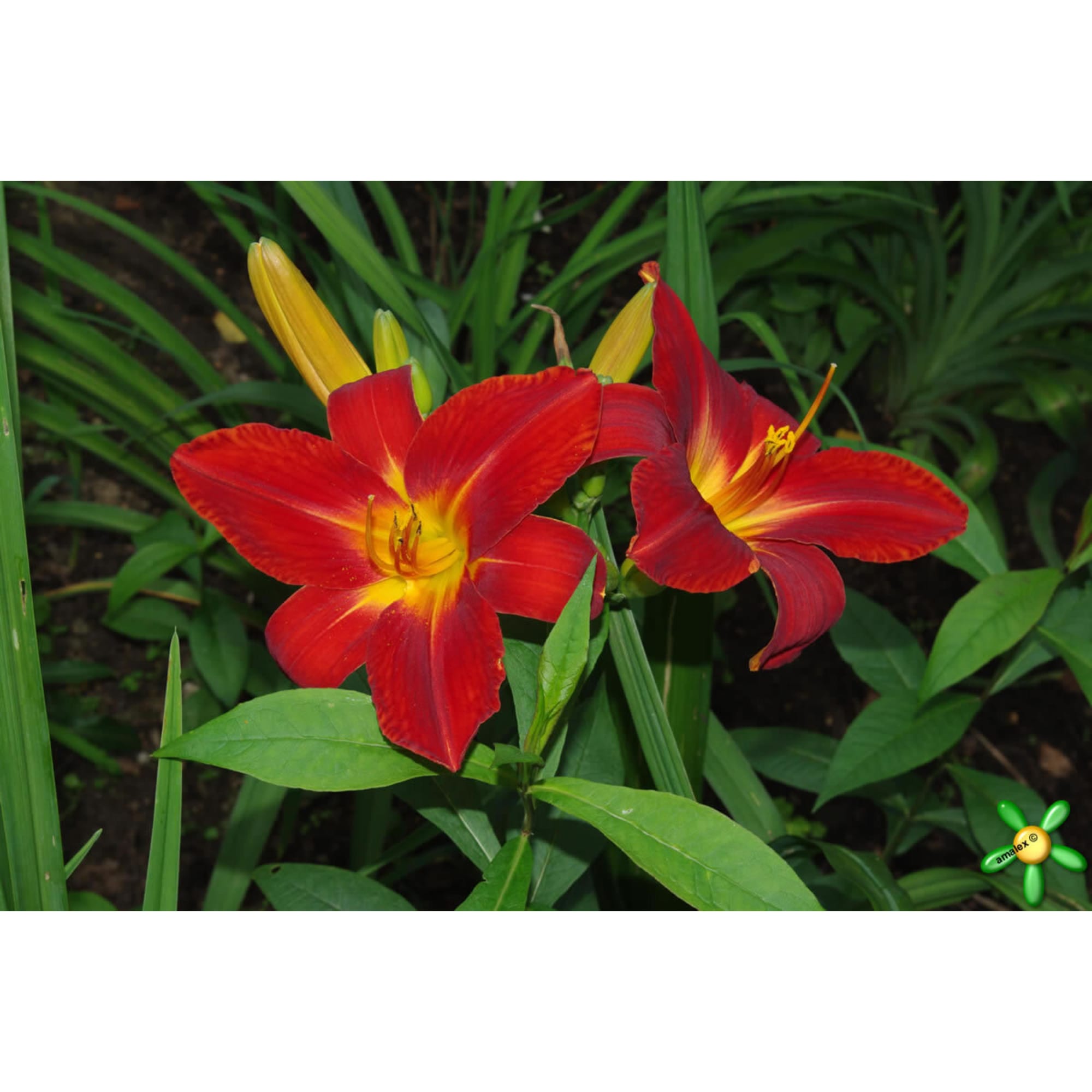 85324808 Лилейник гибридный Анзак ø17 h30 см Santreyd 