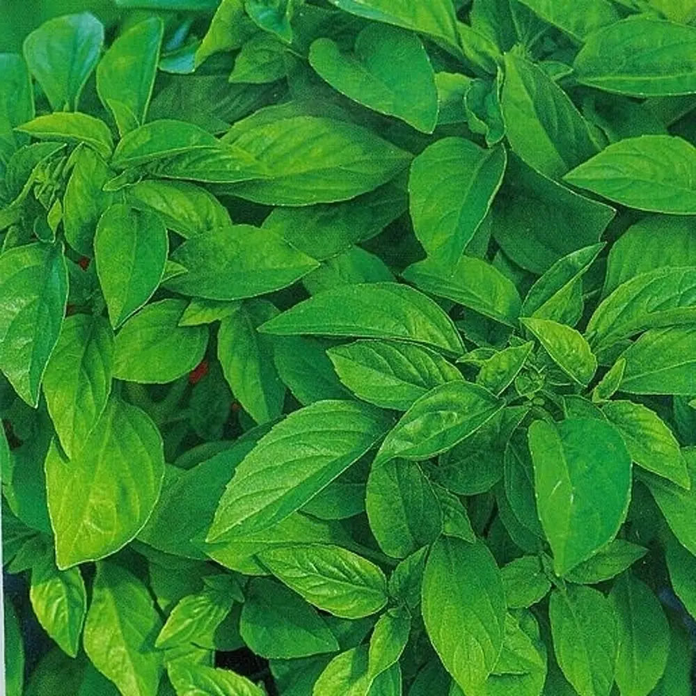 САДОК Базилик Лимончик - ароматная зелень с цитрусовыми нотками 18580470 STLM-0011497