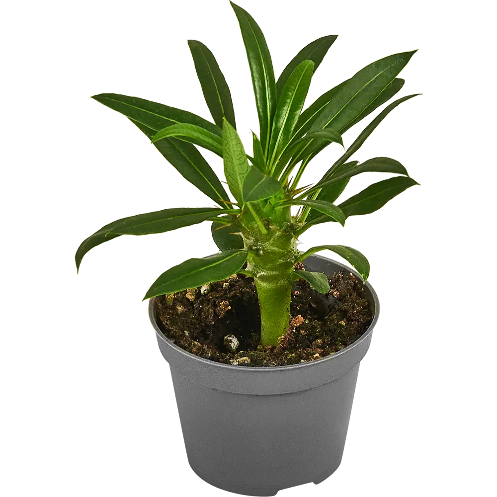 Santreyd Пахиподиум Ламери — экзотический суккулент с эффектным стеблем 87819713 STLM-0966042