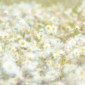 8-994-Daisies Фотообои Komar Vol.15 3.68х2.54 м