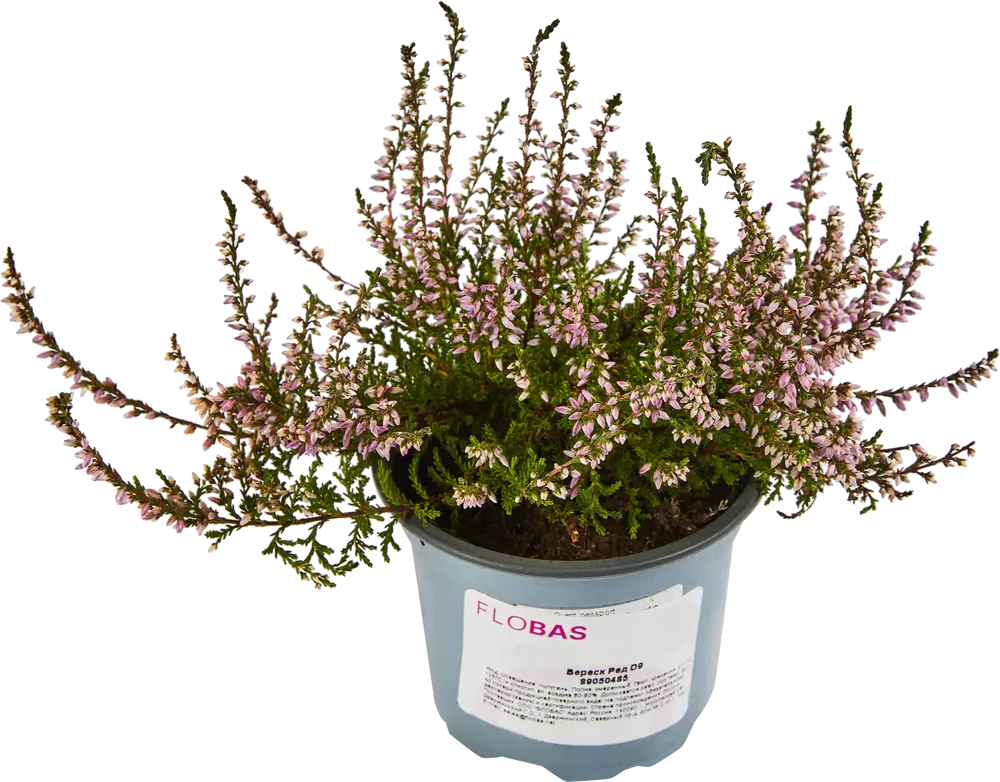 Santreyd Вереск Ред — компактный кустарник с коралловым цветением 89050485