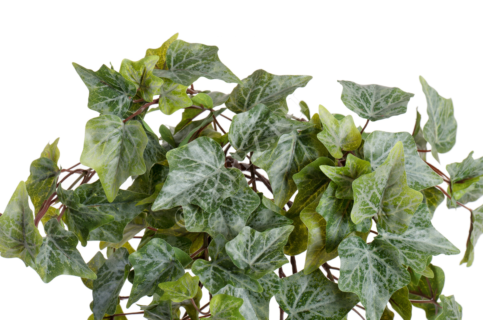 20.05170261GG-S Английский плющ Олд Тэмпл припылённо-зелёный Цветочная коллекция  - Вид №5