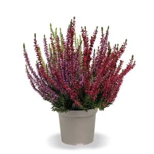 Вереск Трио Герлз - композиция трех сортов с разноцветным цветением 89389751