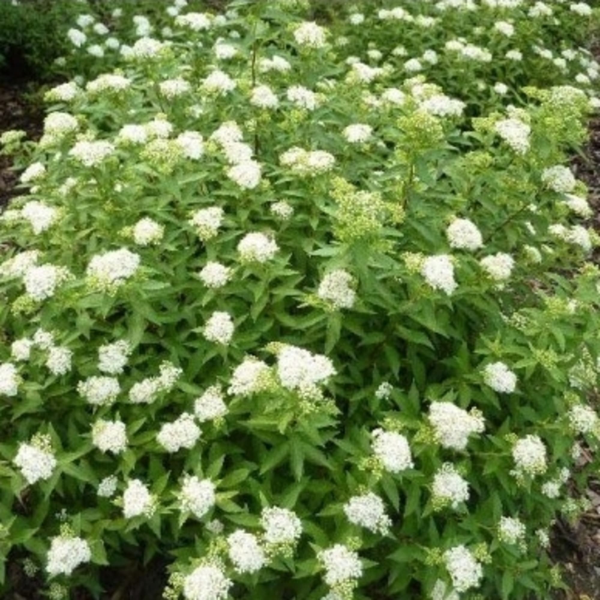 82360401 Спирея японская «Альбифлора» С2 Santreyd 