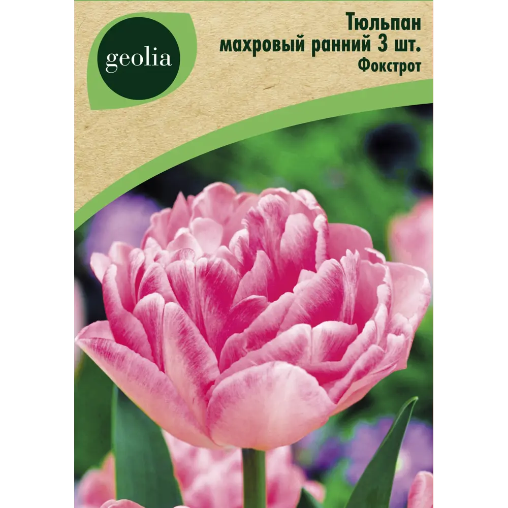 Тюльпан махровый ранний Фокстрот 3 шт GEOLIA STLM-2198361
