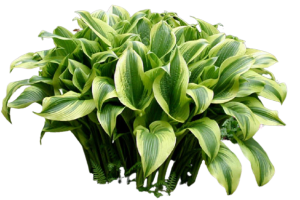 84832071 Хоста Ауреомаргината ø15 h40 см STLM-0055797 PLANTMARKET