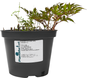 84832020 Астильба Дойчланд ø15 h40 см STLM-0055794 PLANTMARKET