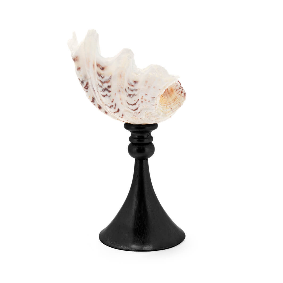 600580-90 ABHIKA СТЕНД KRIZIA TRIDACNE BLACK 