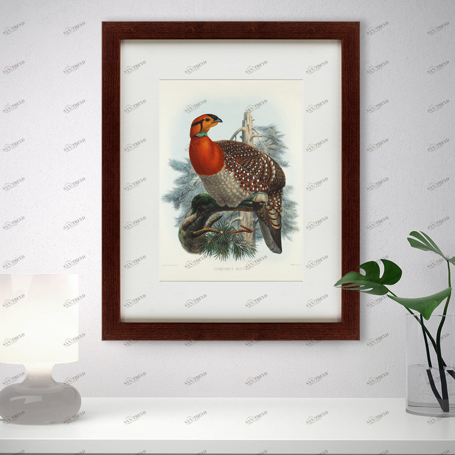 Картина: Серобрюхий трагопан литография, 1840г КАРТИНЫ В КВАРТИРУ  093649 Разноцветный 