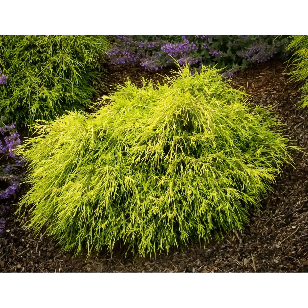 Santreyd Кипарис горохоплодный Филифера Санголд - золотистый хвойный акцент 89363784 STLM-0964223