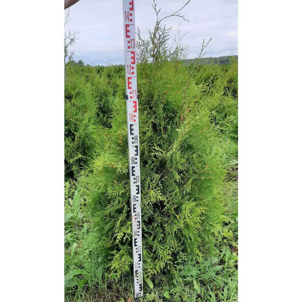 Туя западная «Брабант» 41x130 см ГАВРИШ STLM-2091410