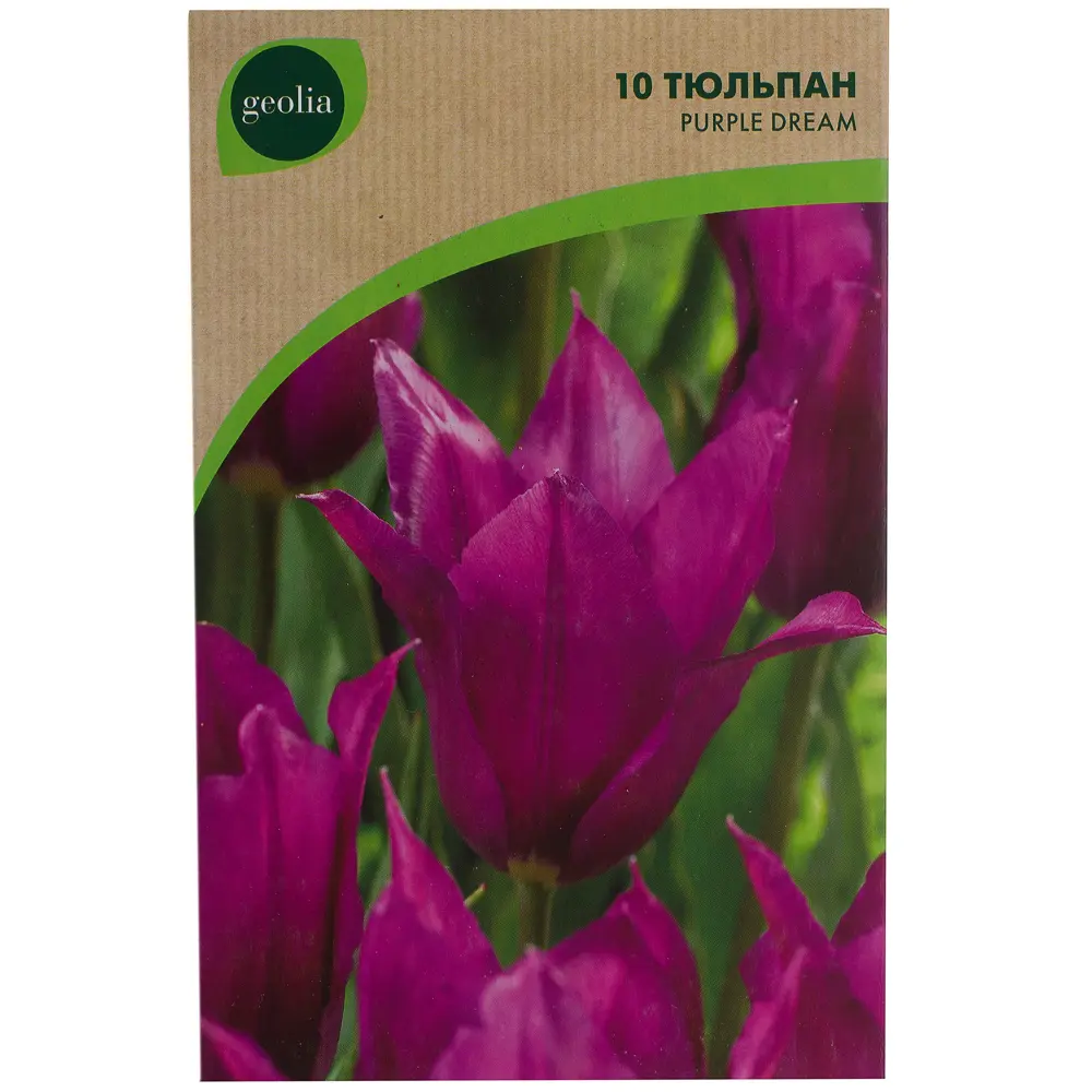 Тюльпан Purple Dream GEOLIA 11/12 10/9 18658986 STLM-2081603  - Вид №1