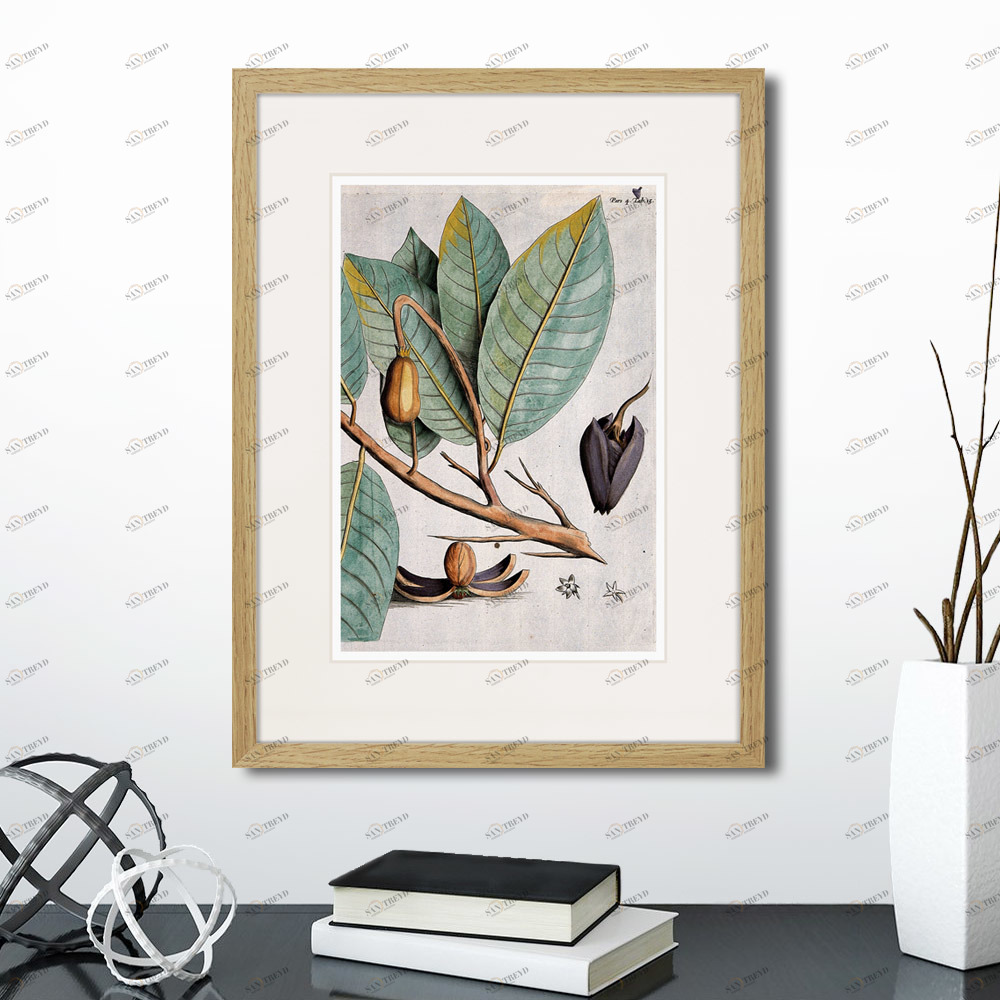 Картина в раме 32х42 см Exotic plants of the world №5, 1815 (II) КАРТИНЫ В КВАРТИРУ  264348 Бежевый;коричневый;разноцветный 