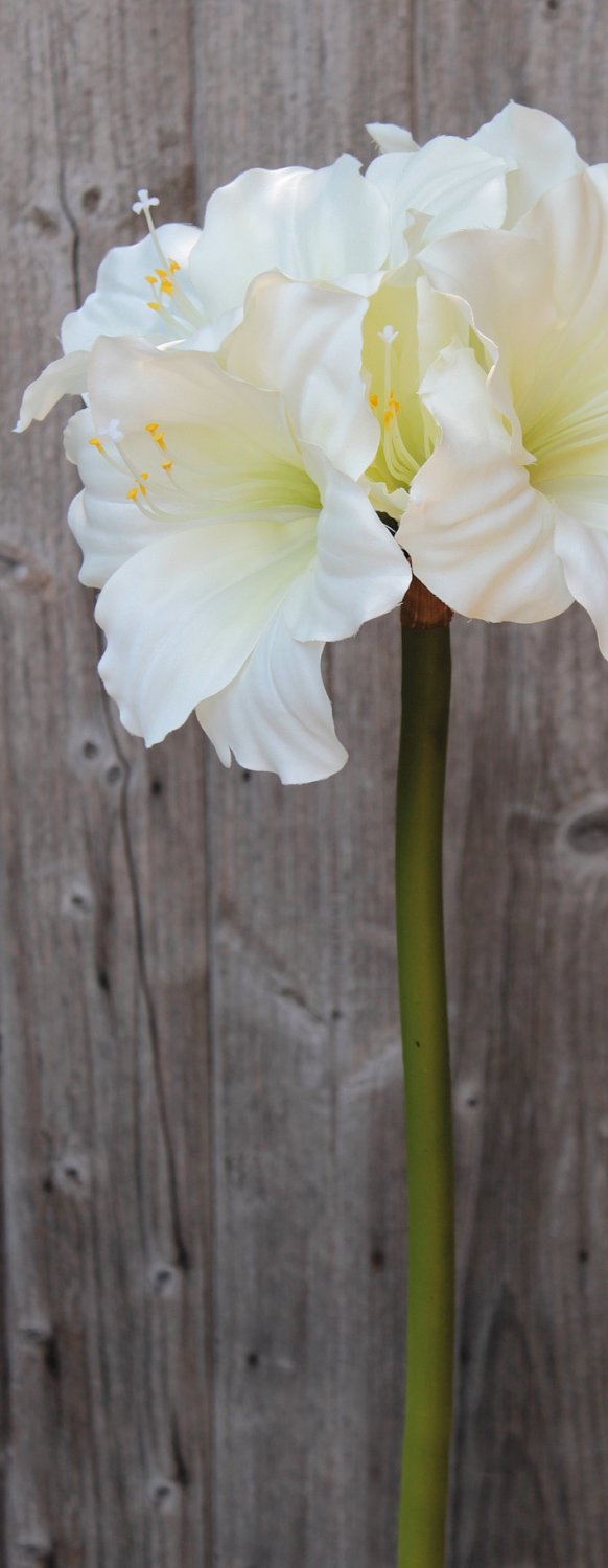 2445 777 a3 Амариллис шелковый, 71 см, белый H-andreas 