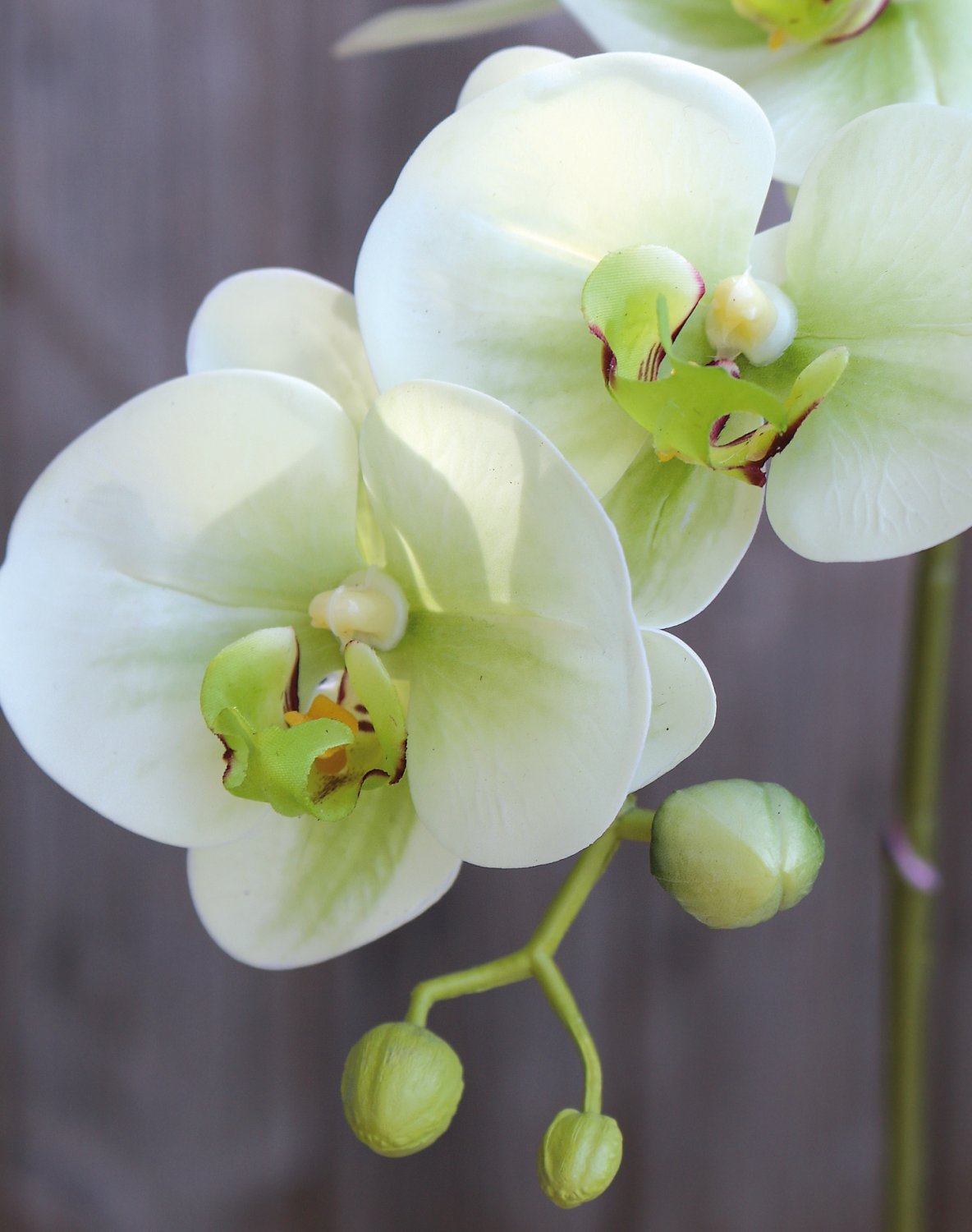 2843 788 a3 Пластиковая орхидея Phalaenopsis, 64 см, real touch soft, бежево-зеленая H-andreas 