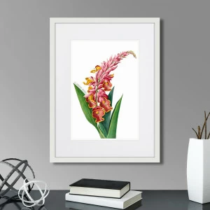 Литография на тонированной бумаге 42х32 см Caribian Flora Pink Alpinia, 1740г. КАРТИНЫ В КВАРТИРУ  264448 Белый;коричневый;разноцветный