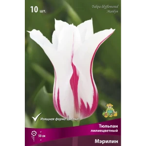 Тюльпан лилиецветный Мэрилин 11/12, 10 шт. 89381299 STLM-2190161