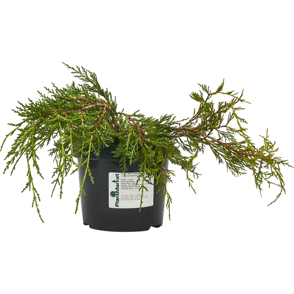Можжевельник средний Голд Кост ø19 h30 см 85440394 STLM-2076455 PLANTMARKET 