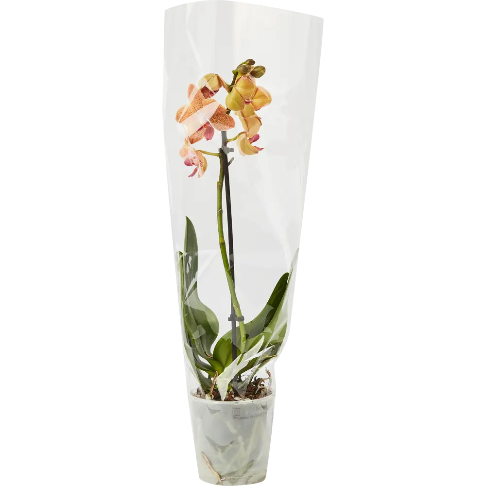 Santreyd Орхидея Фаленопсис микс - цветущая бабочка в вашем интерьере 85324974 STLM-0061535 - Вид №3