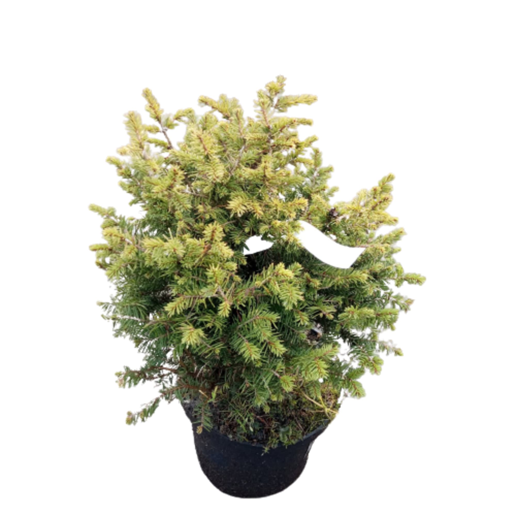 84872971 Ель сербская Карел h15 см Santreyd 