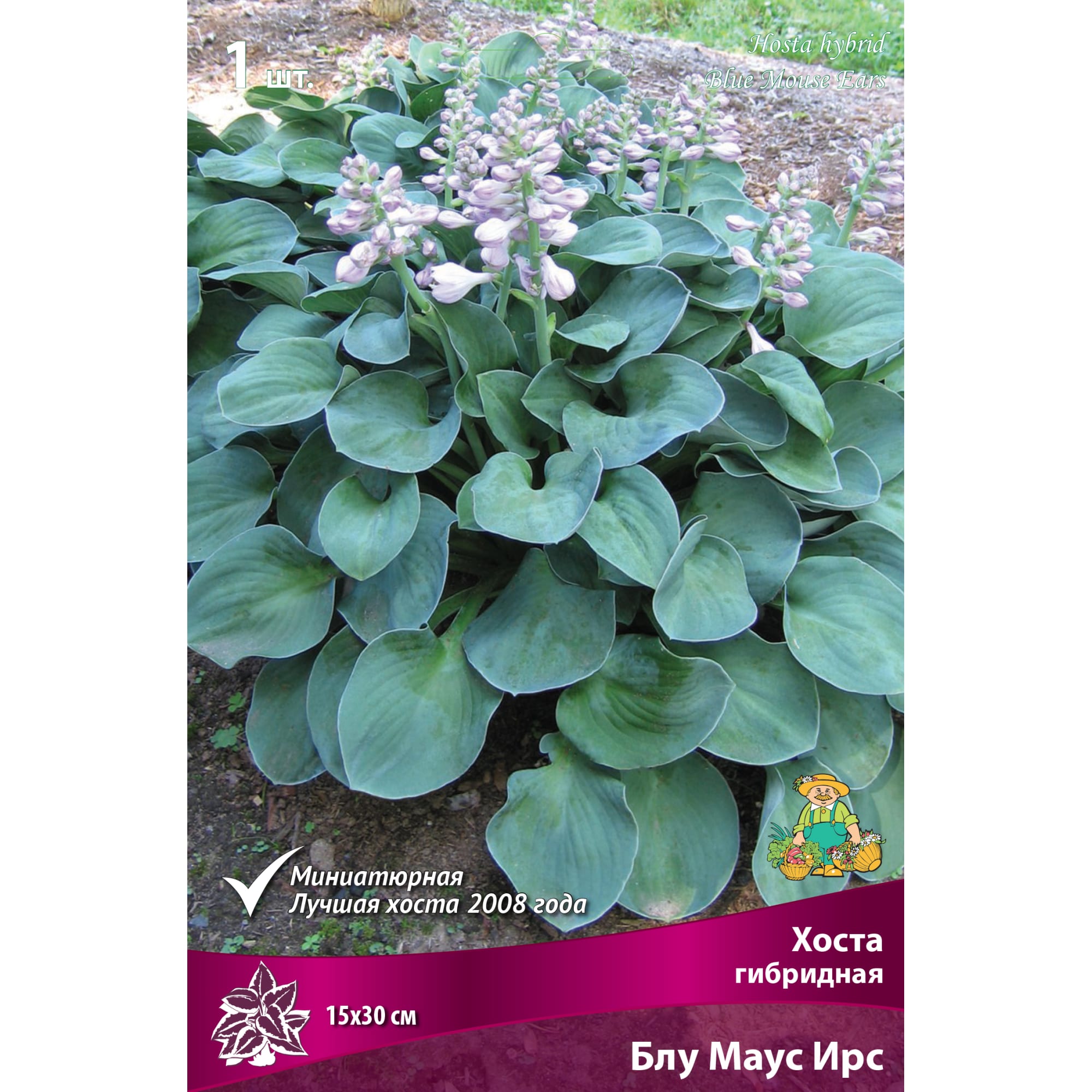 82118739 Хоста гибридная «Блу Маус Ирс», 1 шт Santreyd 