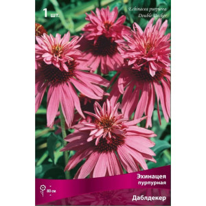 Эхинацея пурпурная Даблдекер луковица I