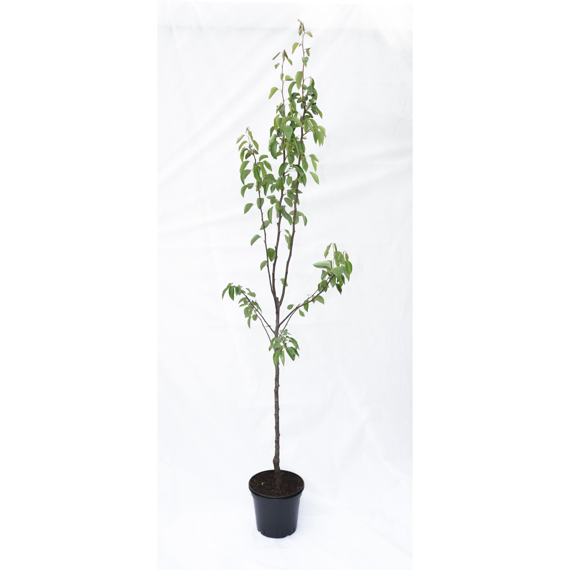 85325569 Груша Феерия ø25 h100 см Santreyd 