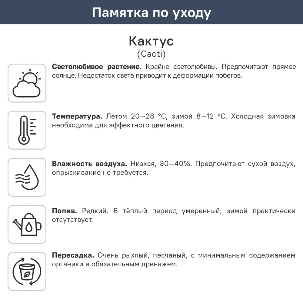 Кактус Грузони Рэйнбоу микс ø5.5 h8 см 89434492 STLM-2057676 Santreyd  - Вид №4