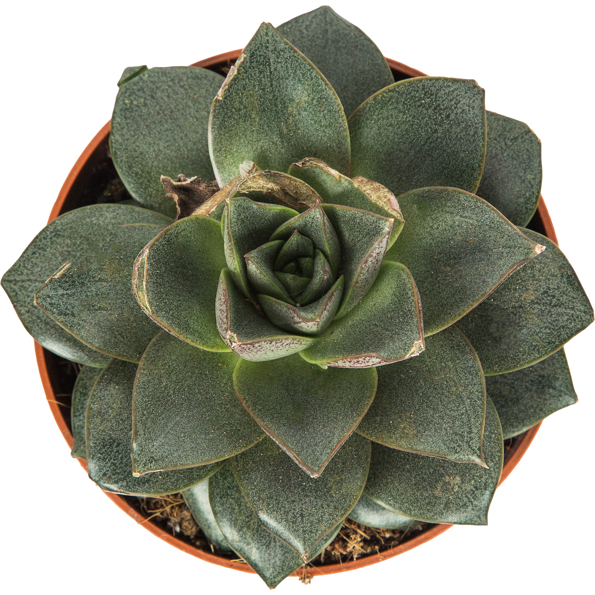 82929556 Эхеверия микс 10,5x15 см Santreyd  - Вид №1