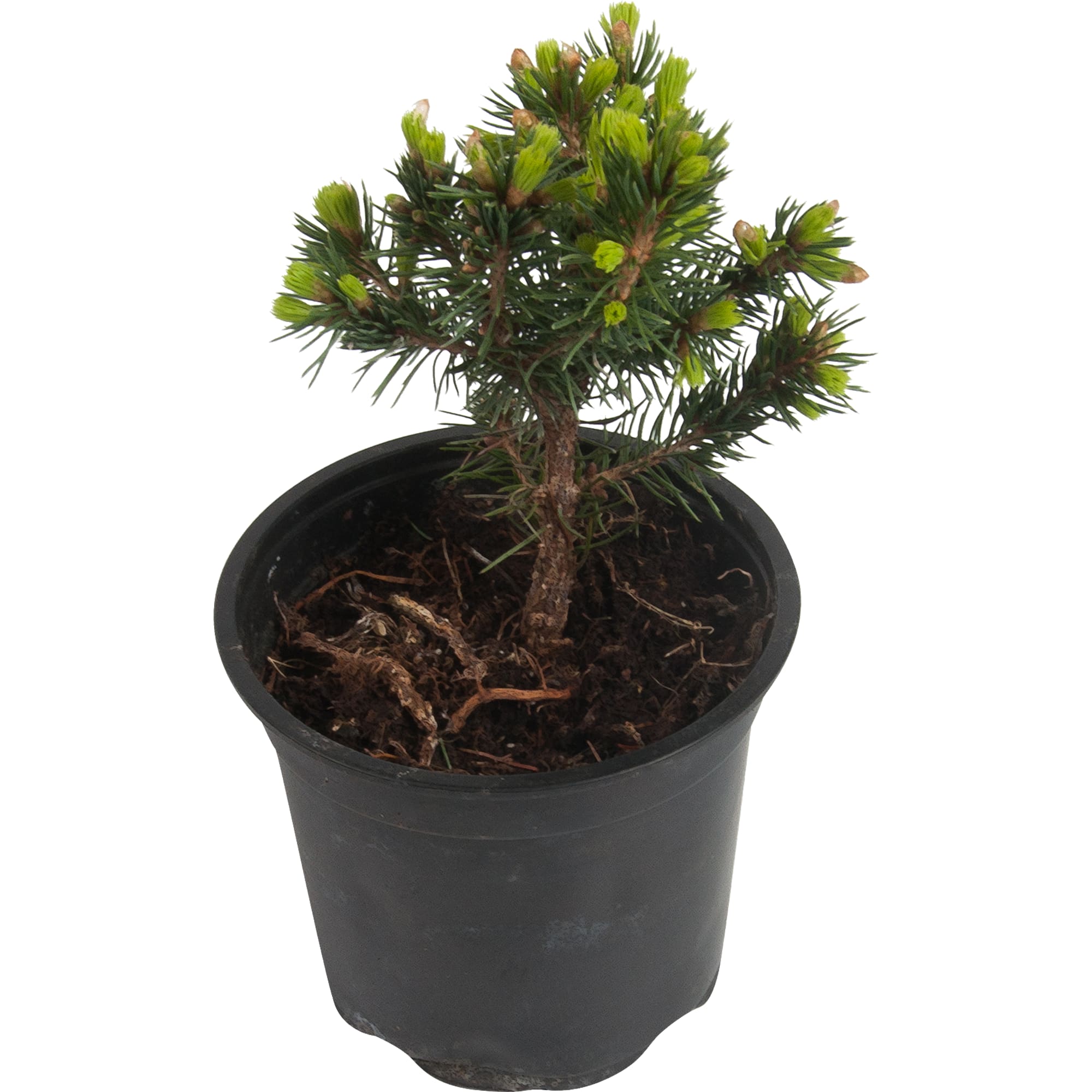 82601659 Ель канадская «Коника» 10x15 см Santreyd 