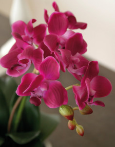 2609 420 a3 Пластиковая орхидея Phalaenopsis, 3-х кратная, в миске, 38 см, real touch, вишня H-andreas