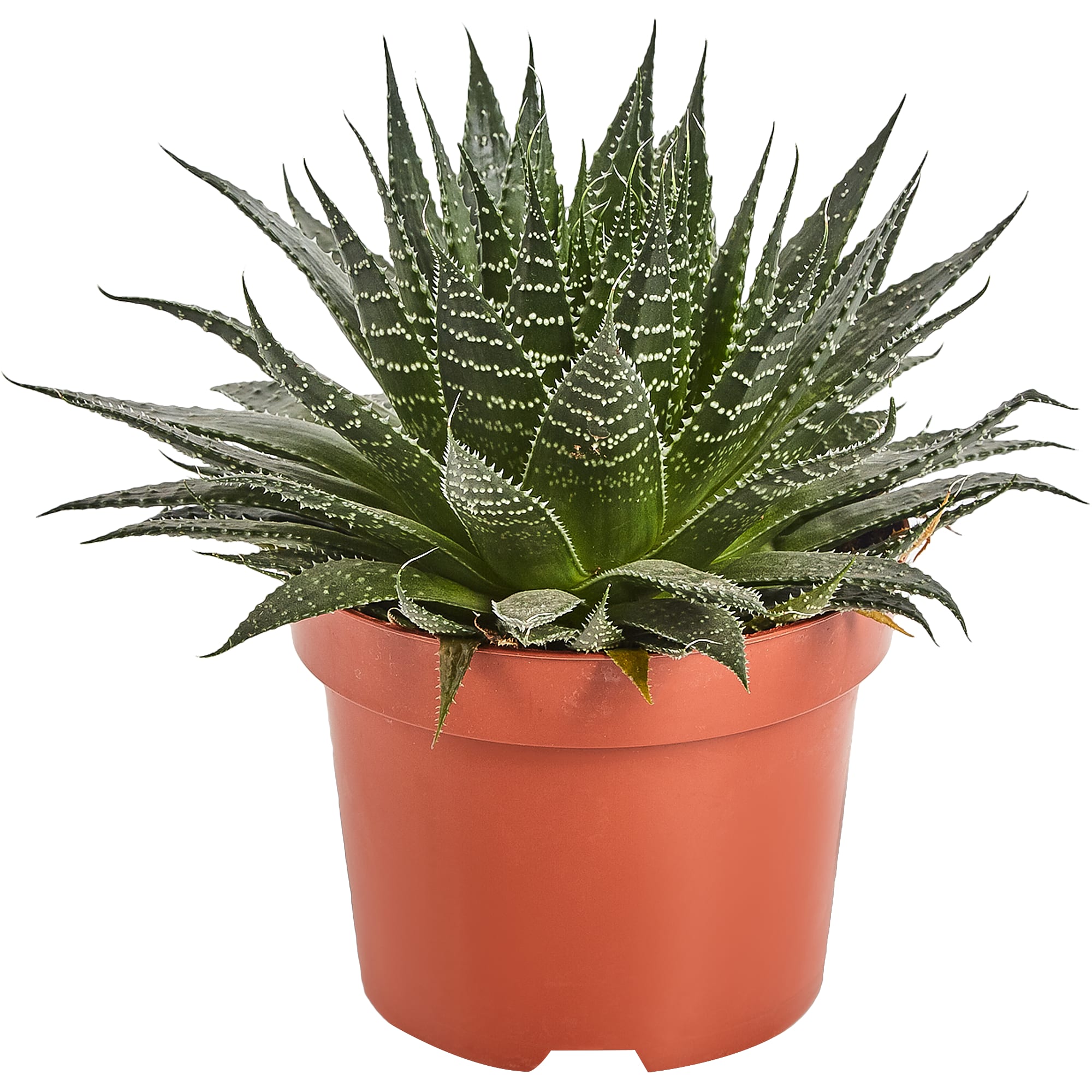 82850437 Алоэ Аристата 17х22 см Santreyd 