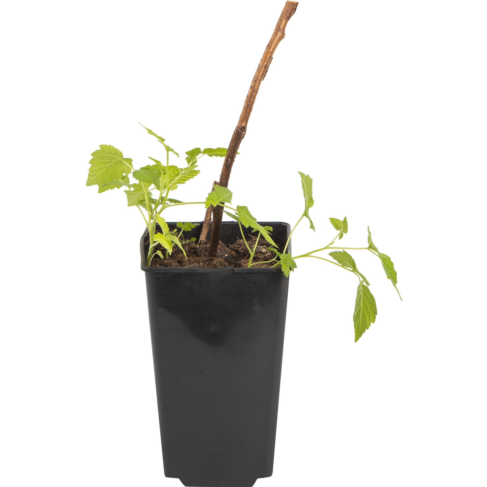 82597099 Малина «Бригантина» C2 высота 40 см Santreyd 