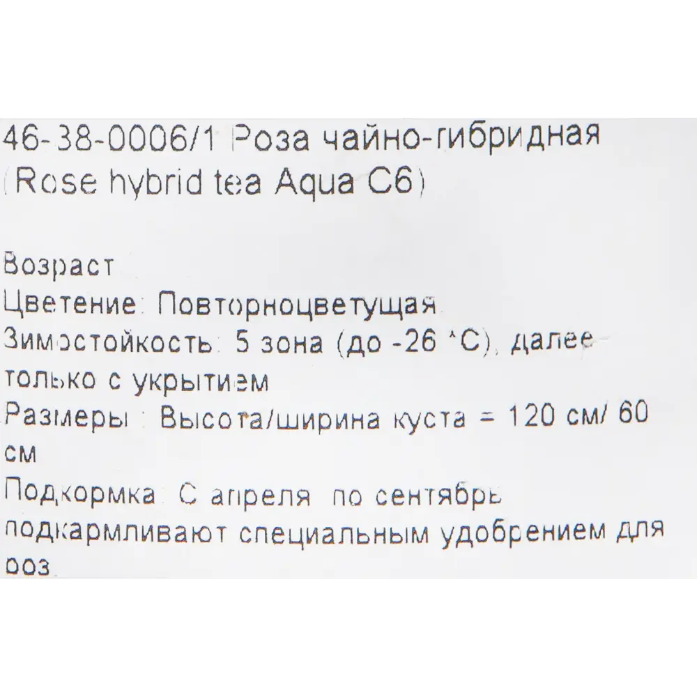 Роза чайно-гибридная «Аква» розовая 24x70 см 82625091 STLM-2099873 PLANTMARKET  - Вид №1