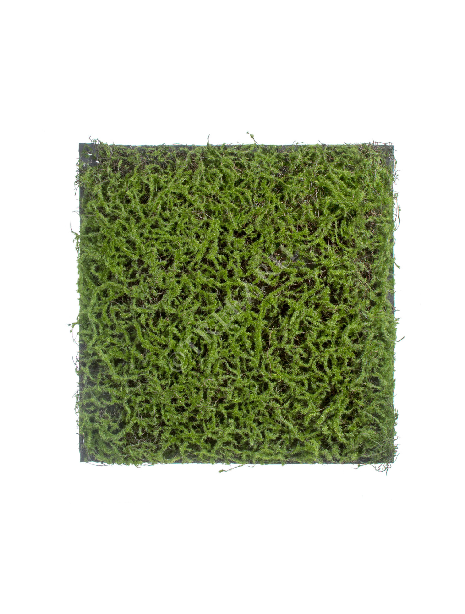 20.0820411S Мох Сфагнум Fuscum зелёный (полотно) Цветочная коллекция 