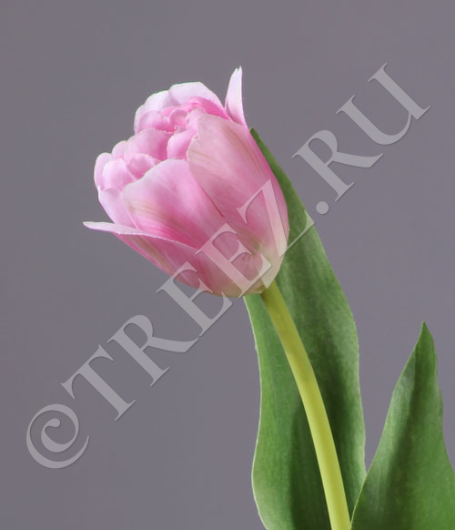30.0613150VL Тюльпан Даймонд нежно-розовый Цветочная коллекция  - Вид №1