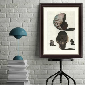 Картина: Морской обитатель (Наутилус), 1879г КАРТИНЫ В КВАРТИРУ  093855 Разноцветный