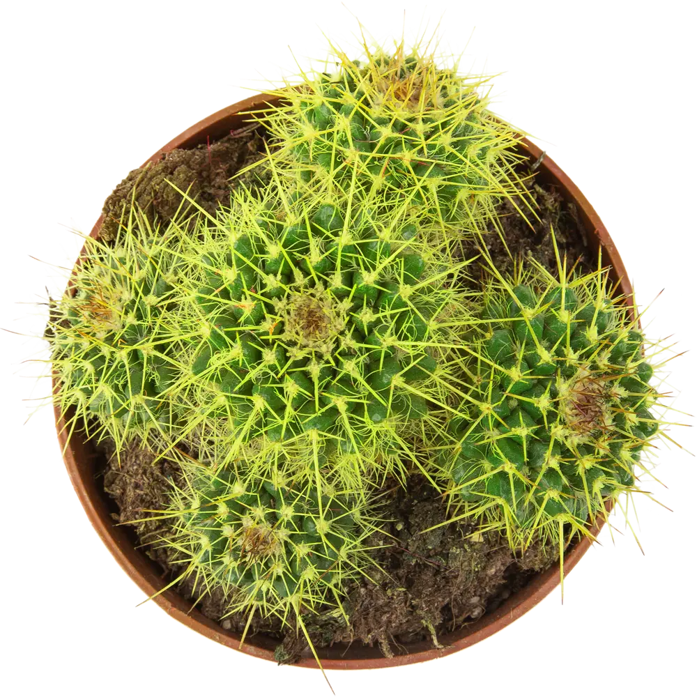 Santreyd Кактус Радуга — яркий суккулент для интерьера 85062777 STLM-0058111 - Вид №1